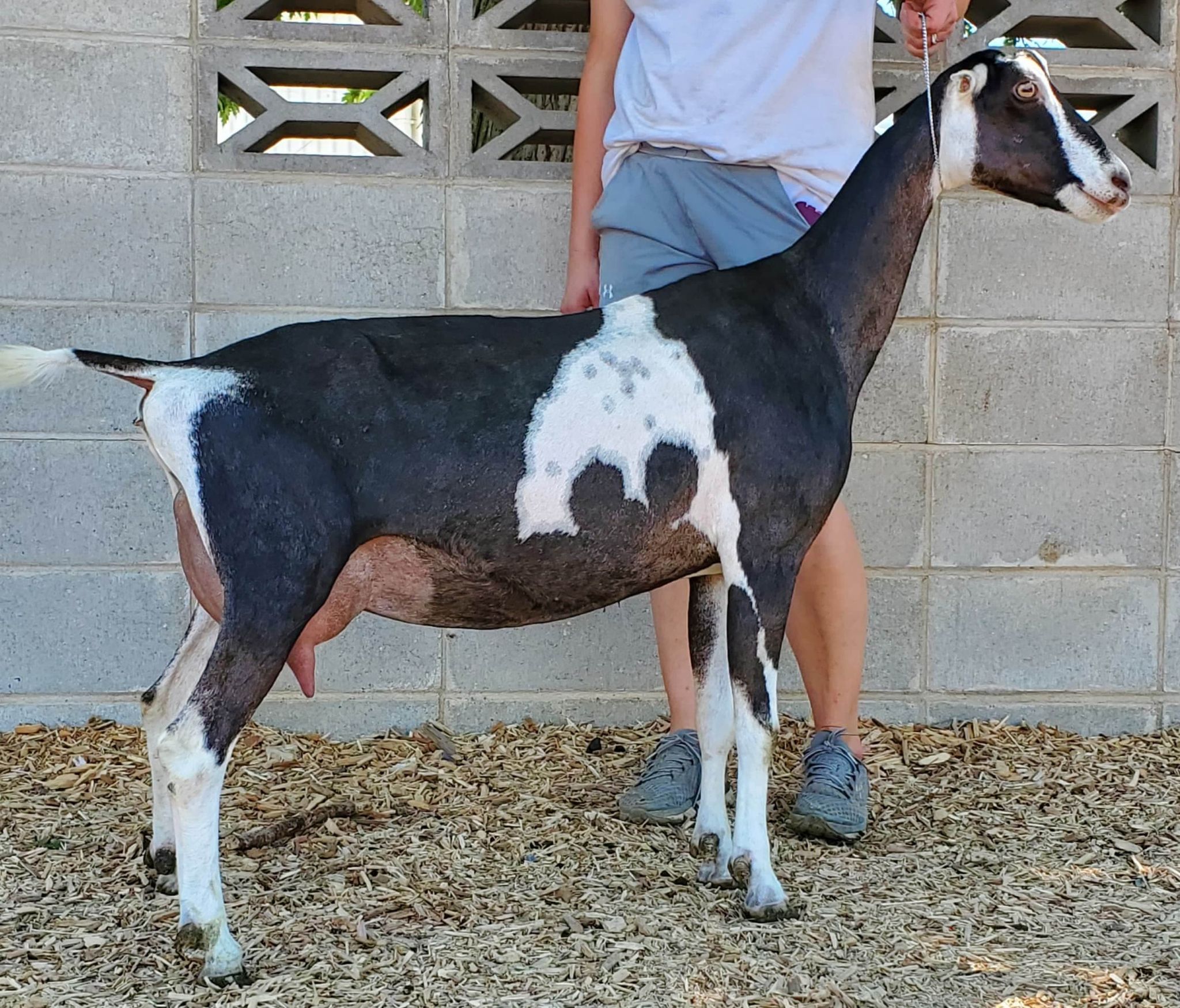 LaMancha | Can-ter Vine Dairy Goats