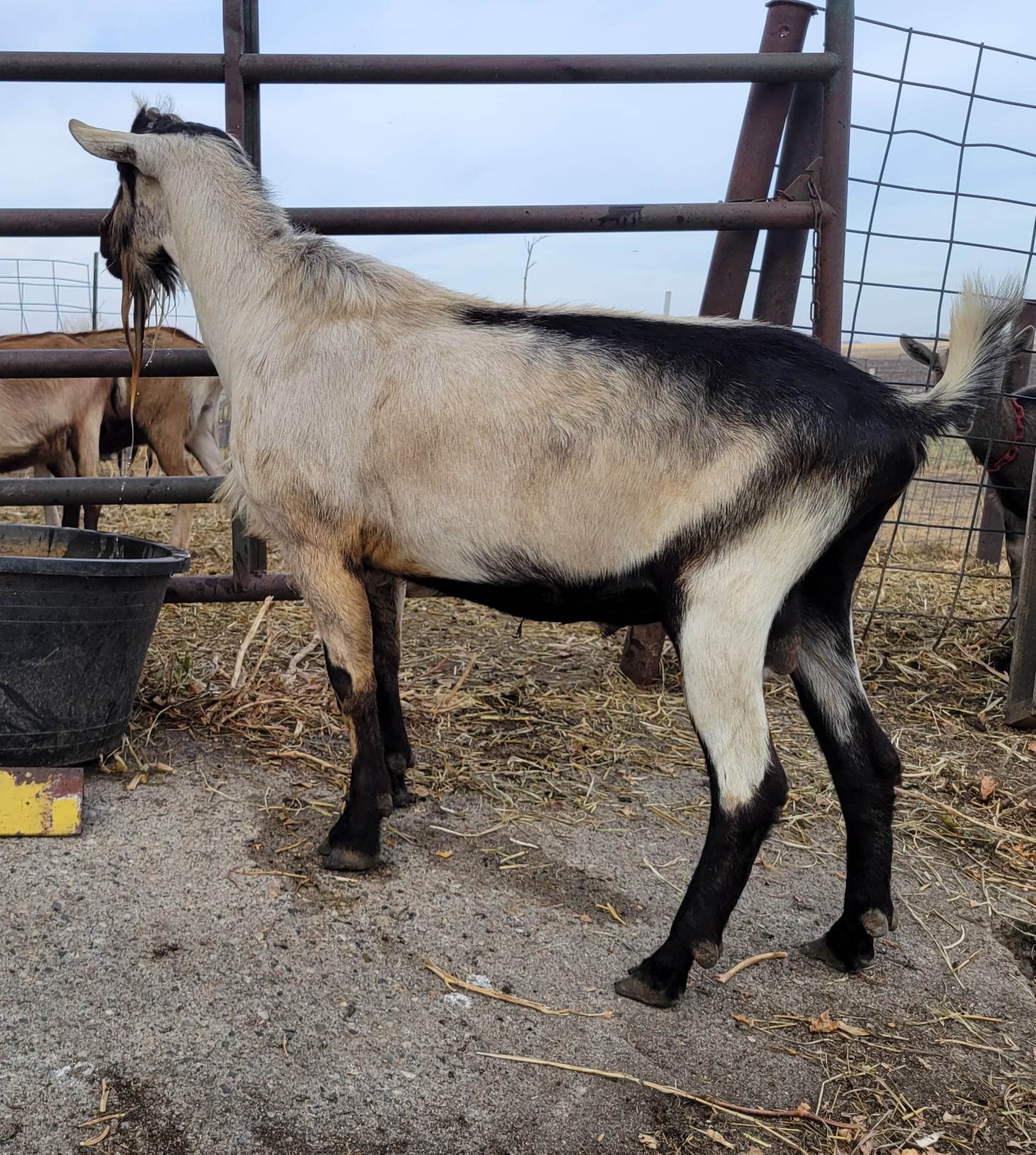 Alpine Bucks Canter Vine Dairy Goats